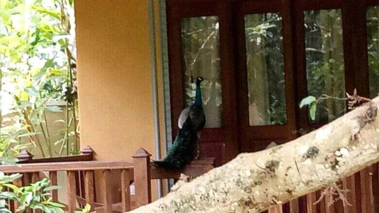 Birds Paradise Cabanas أونا واتونا المظهر الخارجي الصورة