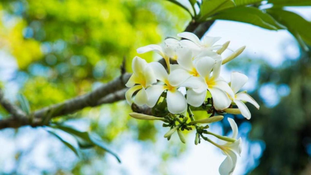 Birds Paradise Cabanas أونا واتونا المظهر الخارجي الصورة