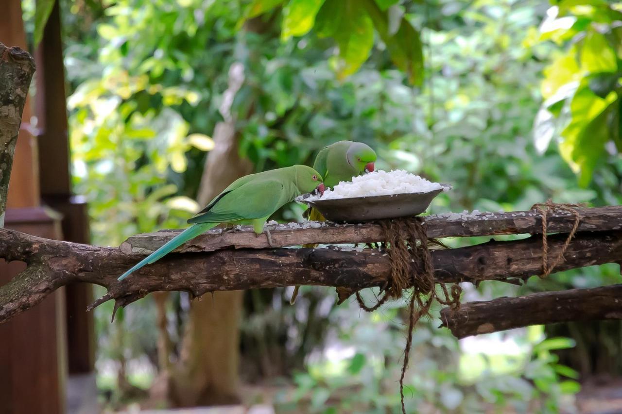 Birds Paradise Cabanas أونا واتونا المظهر الخارجي الصورة