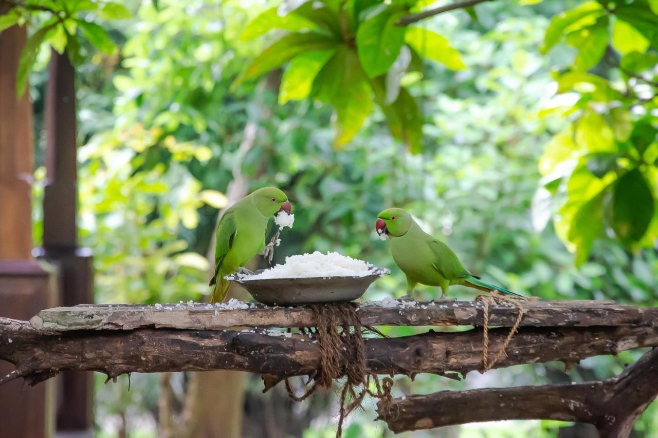 Birds Paradise Cabanas أونا واتونا المظهر الخارجي الصورة