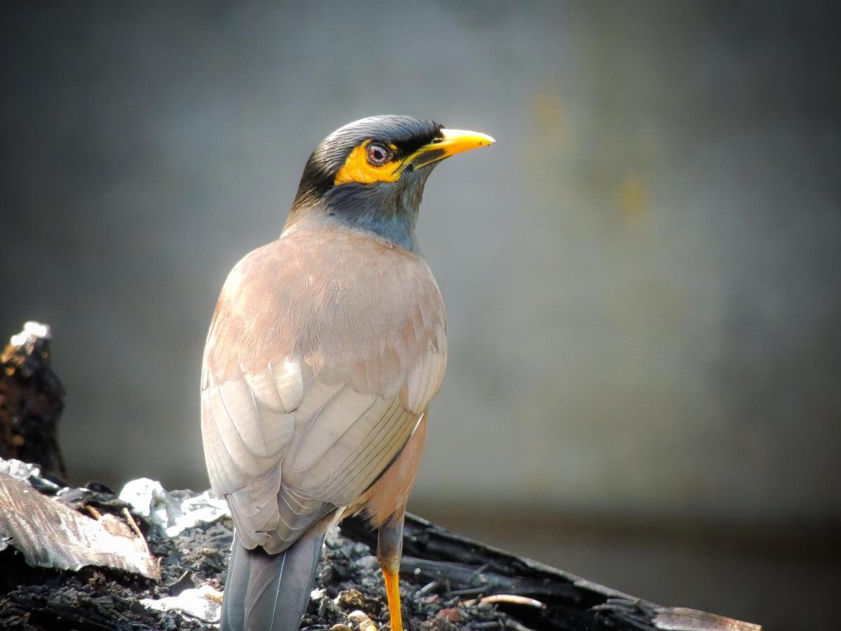 Birds Paradise Cabanas أونا واتونا المظهر الخارجي الصورة