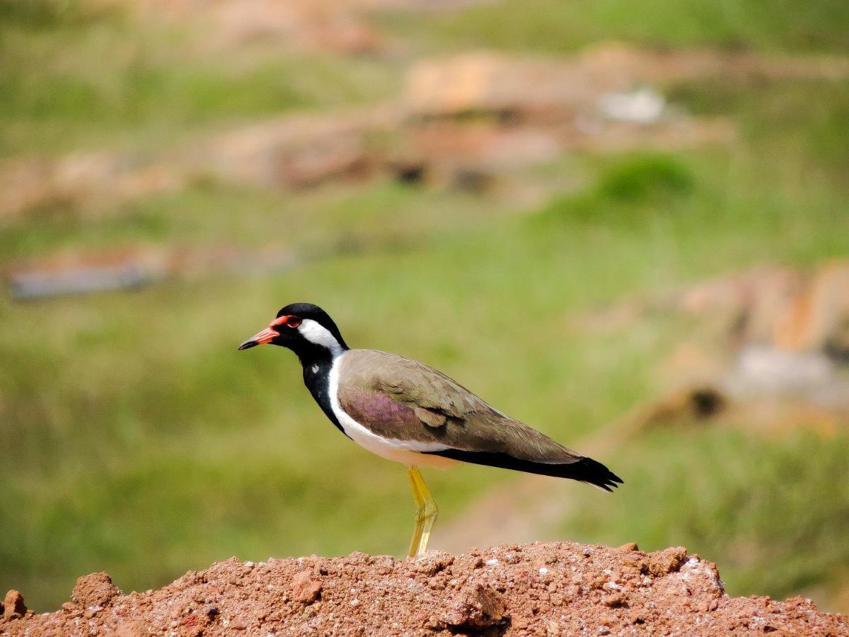 Birds Paradise Cabanas أونا واتونا المظهر الخارجي الصورة