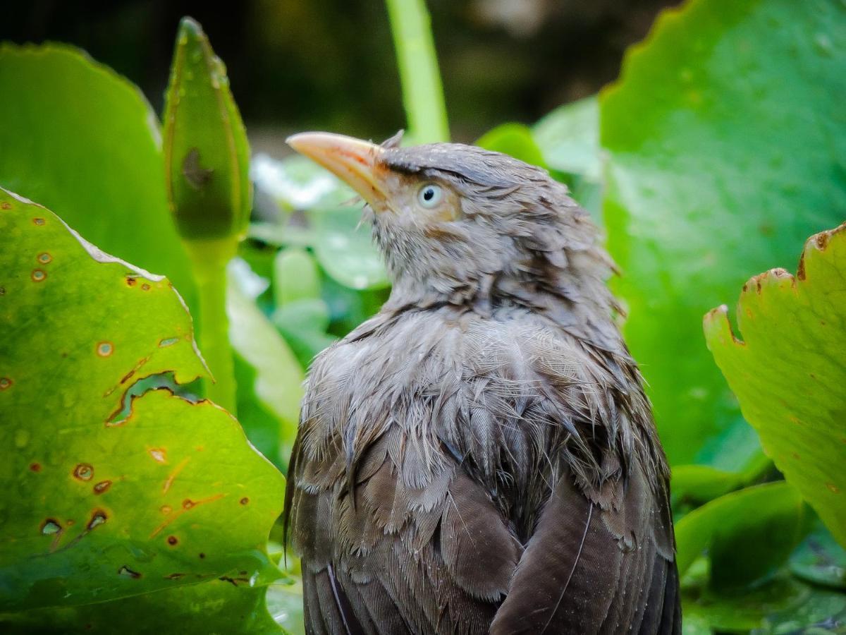 Birds Paradise Cabanas أونا واتونا المظهر الخارجي الصورة