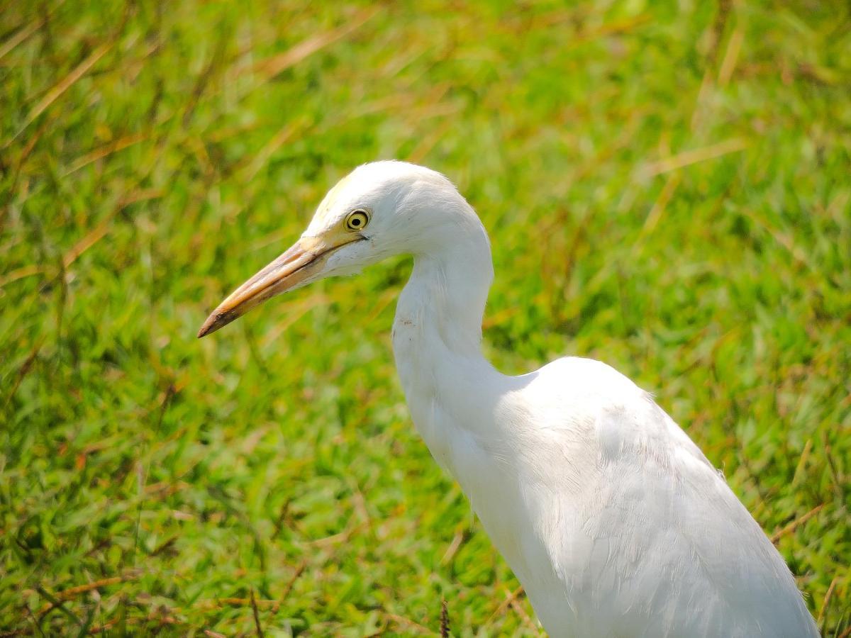 Birds Paradise Cabanas أونا واتونا المظهر الخارجي الصورة