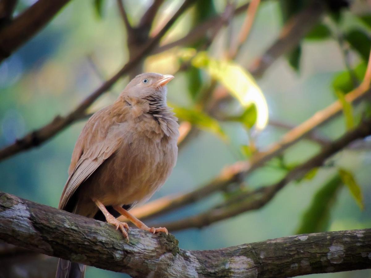 Birds Paradise Cabanas أونا واتونا المظهر الخارجي الصورة