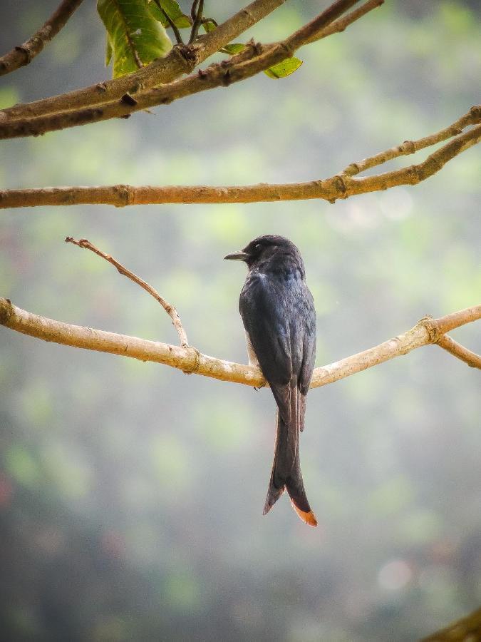 Birds Paradise Cabanas أونا واتونا المظهر الخارجي الصورة