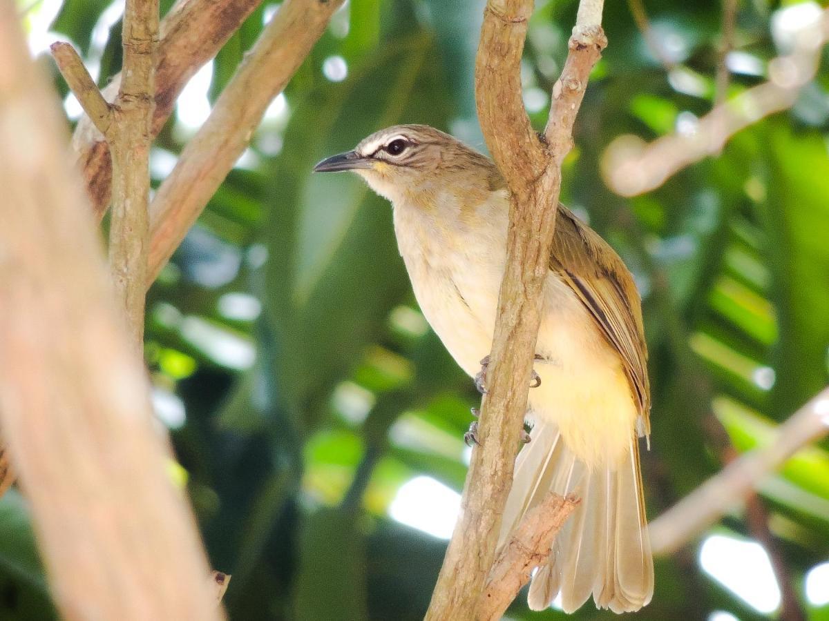 Birds Paradise Cabanas أونا واتونا المظهر الخارجي الصورة